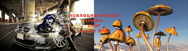 прущие грибы Арсеньев