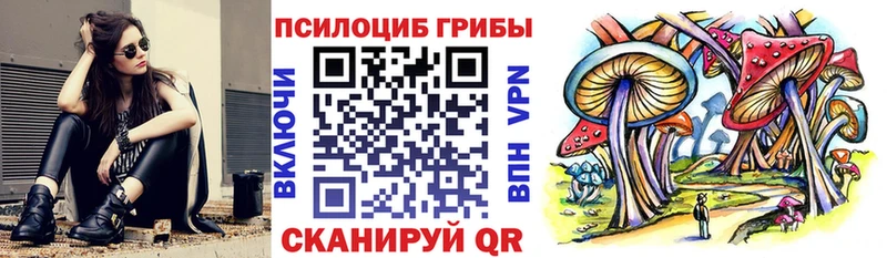 Купить где  Никольское  Псилоцибиновые грибы Psilocybe 